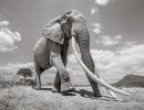 PHOTOS: Incredibly rare 'Elephant Queen' in Kenya