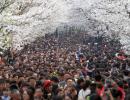 PHOTOS: Beautiful Cherry Blossoms around the world