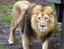 WATCH: Man jumps inside lion enclosure at Delhi zoo