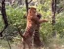 WATCH: When two tigers fought over tigress