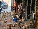 SEE: Animals explore cities during COVID-19 lockdowns