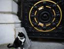 UK Foreign Office cat, Lord Palmerston, retires