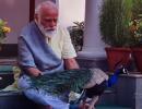 SEE: Modi posts video of him feeding peacocks