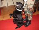 Meet Vida and Sophie, army dogs PM Modi spoke about