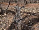 Burned alive: Hearbreaking images of Australian fires