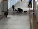 Shocking! Pigs roam freely at Covid hospital in K'taka