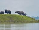 PHOTOS: Wildlife at Kaziranga struggles to stay afloat