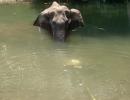 Death of Kerala elephant: CM says 3 under scanner