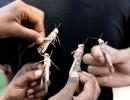 SEE: Locust clouds over Gururgram