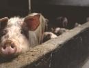 New swine flu with pandemic potential found in China