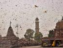 Swarms of locusts enter Jaipur residential areas