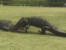 Gator vs Gator: Who do you think won?