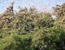 India faces its worst locust swarm in nearly 30 years