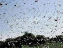 Ops to clear locusts swarms in UP, Maha farmers warned