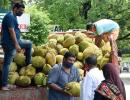 'Jackfruit flour may control diabetes'