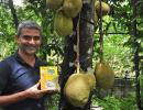 From Microsoft to Jackfruit 365!