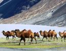 Double hump camel to help Army patrol China border