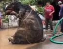 'Giant rat' found in Mexico drain, video goes viral