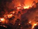 38,100 Hectares Of Tree Cover Lost To...