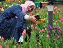 PHOTOS: A walk amid J-K's Tulip Garden