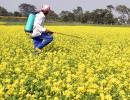 Pest Attack May Grow If Monsoon Weakens