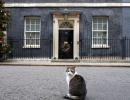 UK's chief mouser marks 10 yrs at 10 Downing Street