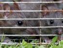 Rats nibble at farmer's body in Haryana hospital