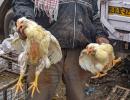 Maharashtra, Delhi among 9 states with bird flu