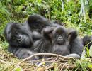 2 gorillas at US zoo test positive for COVID-19