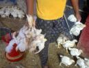 Delhi civic bodies lift ban on sale of chicken meat