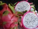 Gujarat govt renames Dragon Fruit as 'Kamalam'