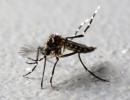 Maharashtra reports first case of Zika virus