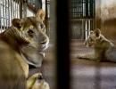 Lioness in TN zoo dies of Covid, 9 others infected