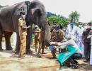 PHOTOS: Elephants get tested for COVID-19