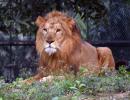 Another lion dies of Covid-19 at Chennai zoo