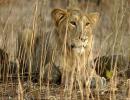 4 lions at TN zoo infected by Covid Delta variants