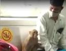 SEE: Monkey takes a 'ride' in Delhi Metro train