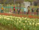 PHOTOS: Asia's largest tulip garden in Kashmir opens