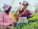 SEE: Priyanka joins in to pluck tea leaves in Assam