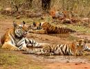 Ken-Betwa project: 'Tiger population won't survive'