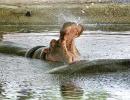 Yeh Hai India: Hippos Get Hot Too!