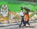 Yeh Hai India: Tiger On The Prowl?