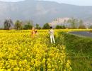 SJM warns govt over 'dangerous' GM mustard