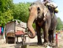 Yeh Hai India: Elephants Get Thirsty Too