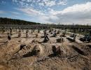 The Graves Of Ukraine