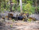 This Tigress Will Melt Your Heart