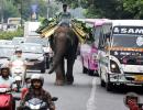 When An Elephant Dodged The Traffic