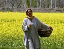 'GM Mustard Must Be Uprooted And Burnt'