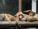 Yeh Hai India: How Monkeys Beat The Cold