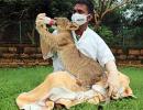 Aww! A lion cub and his human daddy